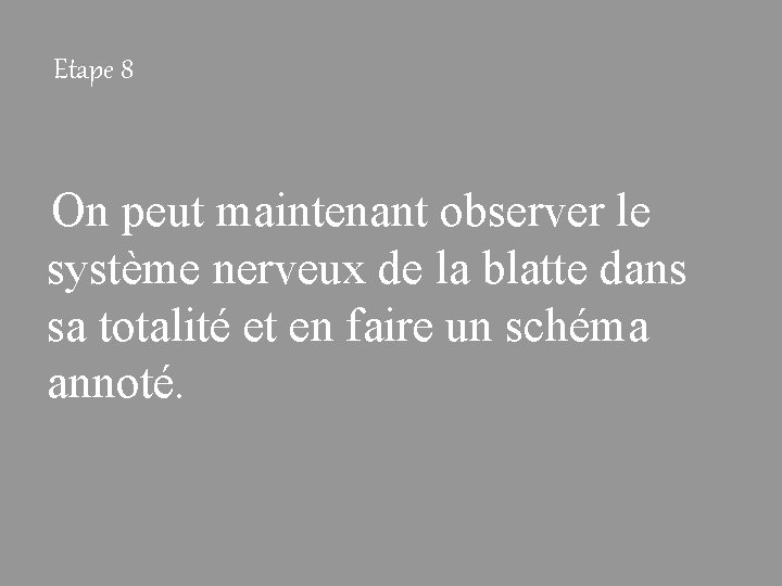 Etape 8 On peut maintenant observer le système nerveux de la blatte dans sa