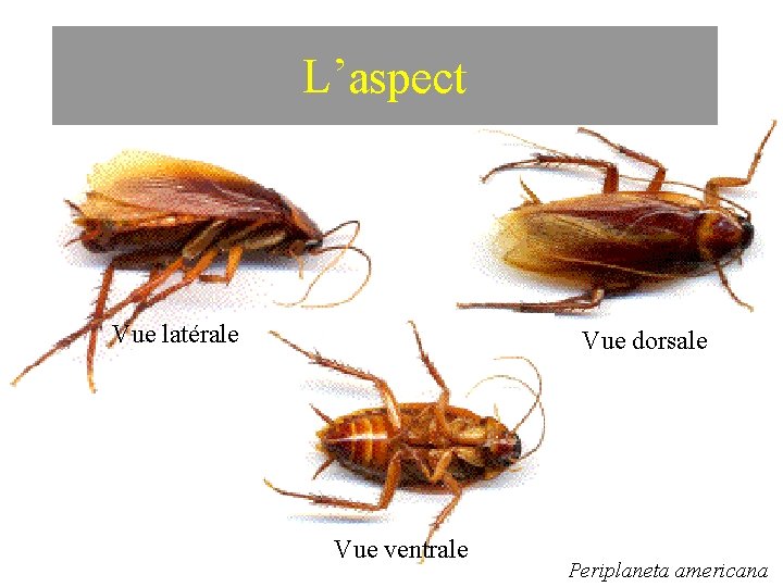 L’aspect Vue latérale Vue dorsale Vue ventrale Periplaneta americana 