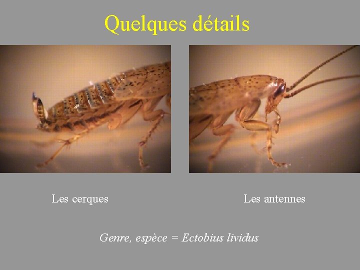 Quelques détails Les cerques Les antennes Genre, espèce = Ectobius lividus 