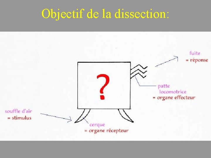 Objectif de la dissection: 