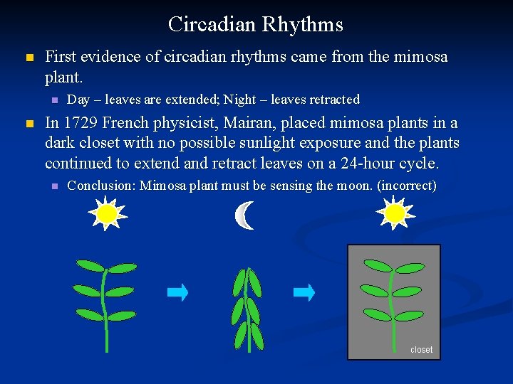 Circadian Rhythms n First evidence of circadian rhythms came from the mimosa plant. n