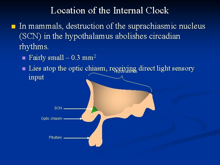 Location of the Internal Clock n In mammals, destruction of the suprachiasmic nucleus (SCN)