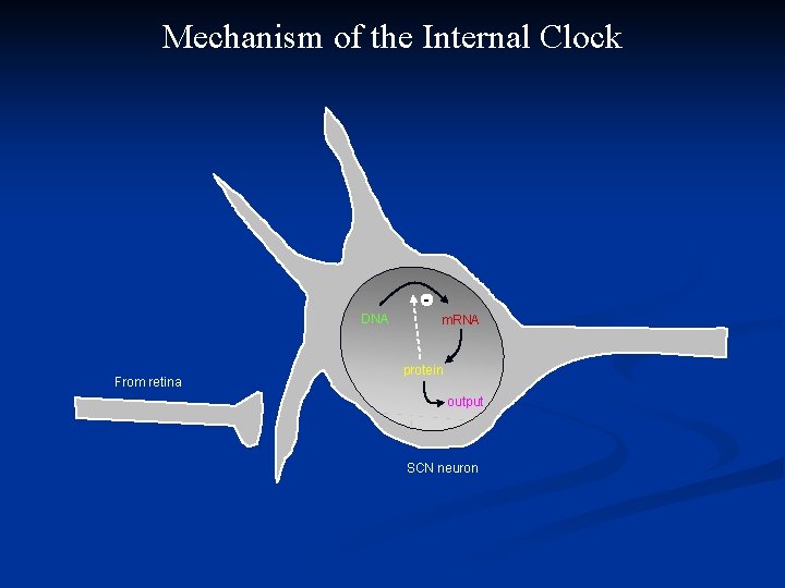 Mechanism of the Internal Clock DNA From retina m. RNA protein output SCN neuron