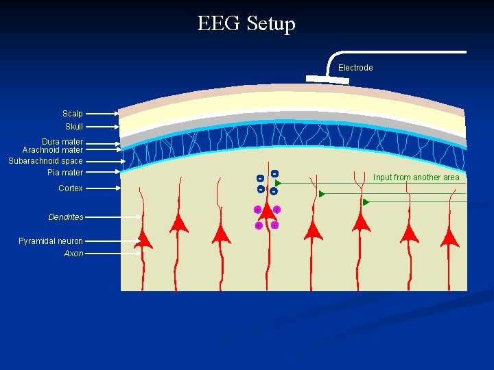 EEG Setup Electrode Scalp Skull Dura mater Arachnoid mater Subarachnoid space Pia mater Cortex