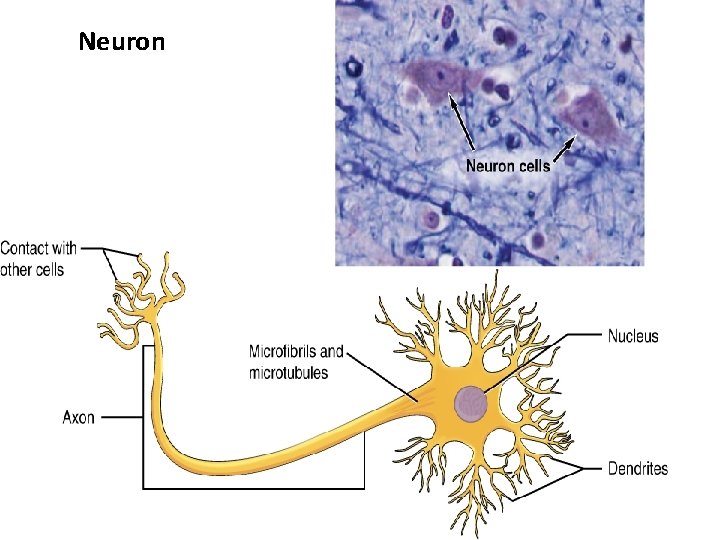 Neuron 