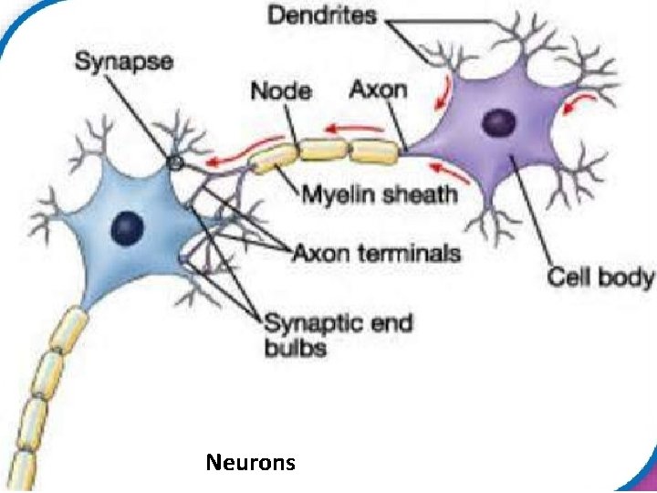 Neurons 