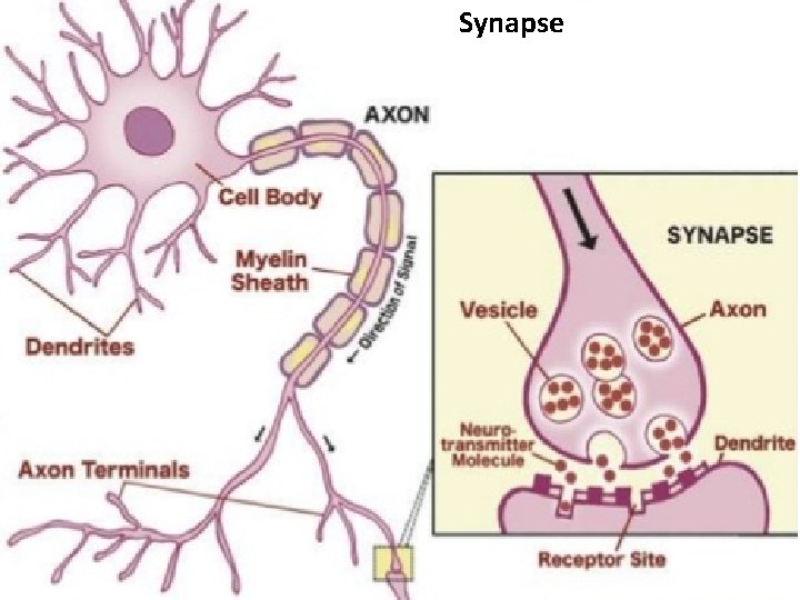 Synapse 