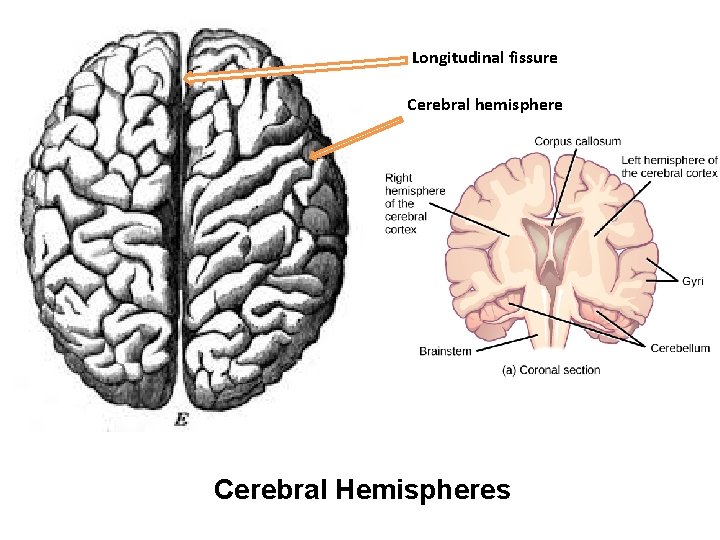 Longitudinal fissure Cerebral hemisphere Cerebral Hemispheres 