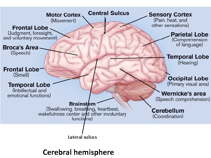 Lateral sulcus Cerebral hemisphere 