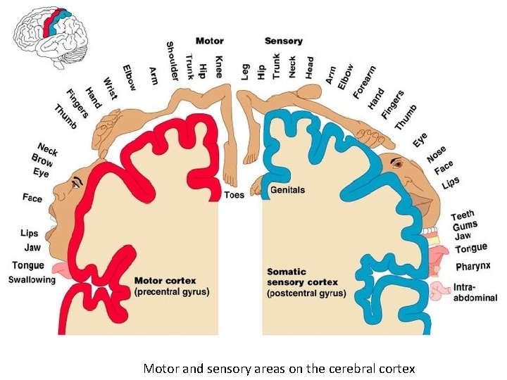 Motor and sensory areas on the cerebral cortex 