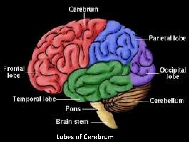 Lobes of Cerebrum 