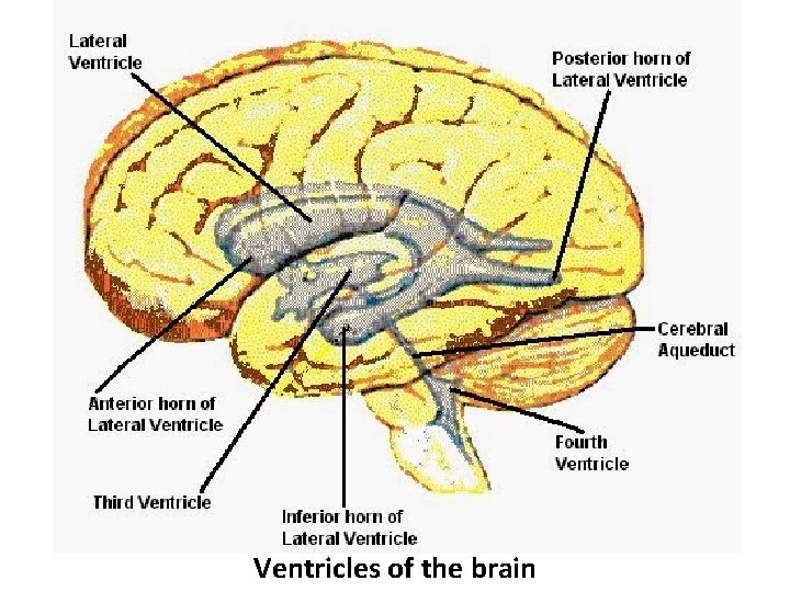 Ventricles of the brain 