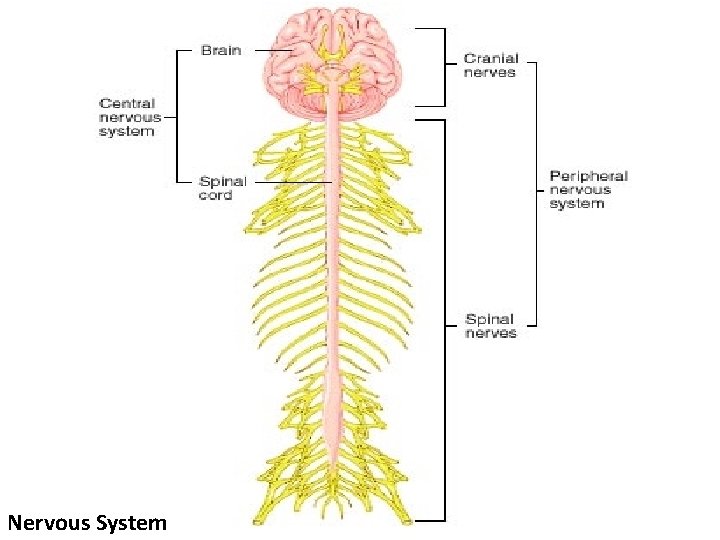 Nervous System 