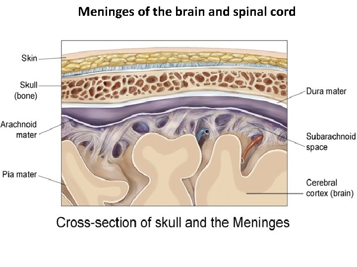 Meninges of the brain and spinal cord 