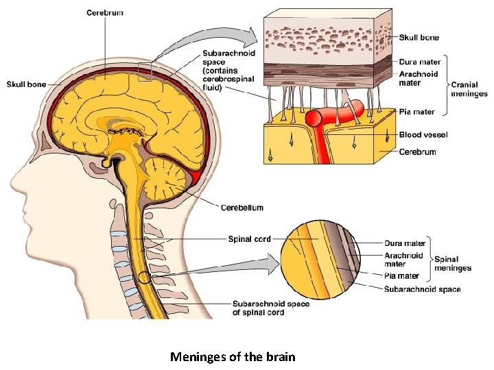 Meninges of the brain 