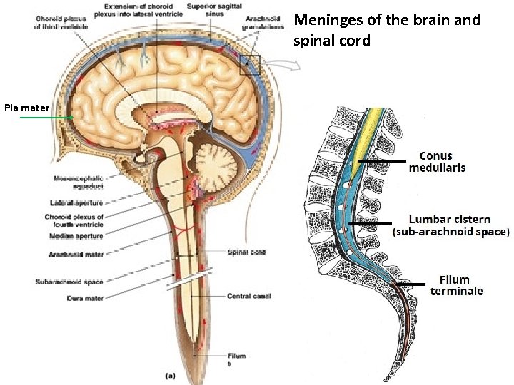 Meninges of the brain and spinal cord Pia mater 