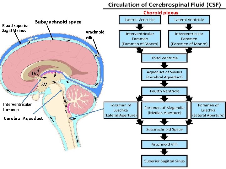 Choroid plexus Subarachnoid space Blood superior Sagittal sinus Arachnoid villi LV 3 V Interventricular