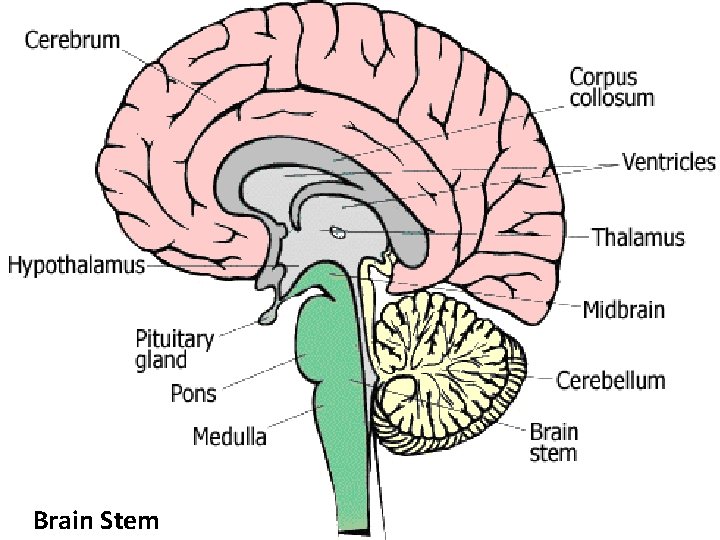 Brain Stem 