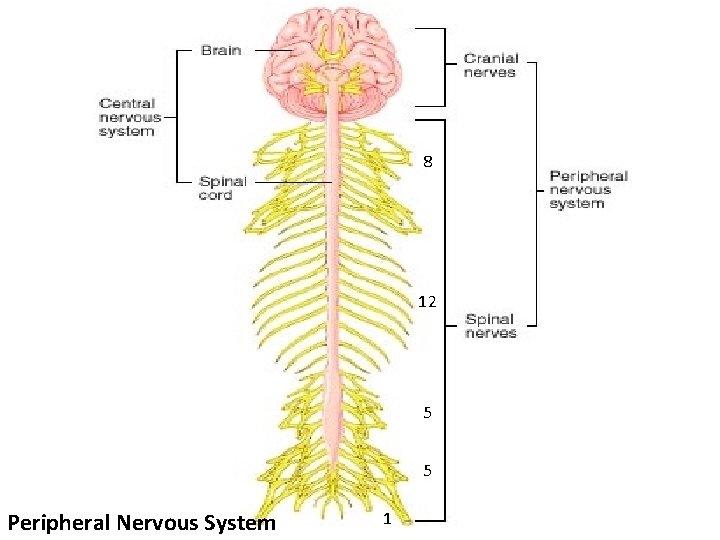 8 12 5 5 Peripheral Nervous System 1 