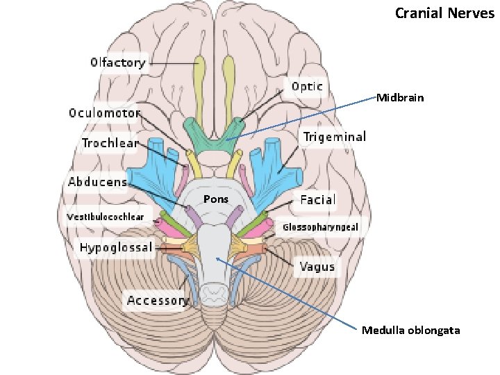 Cranial Nerves Midbrain Pons Medulla oblongata 