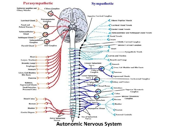 Autonomic Nervous System 