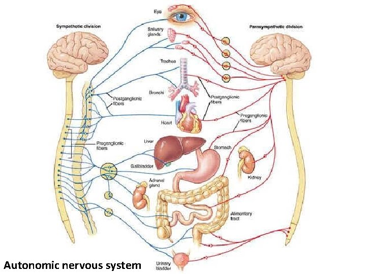 Autonomic nervous system 