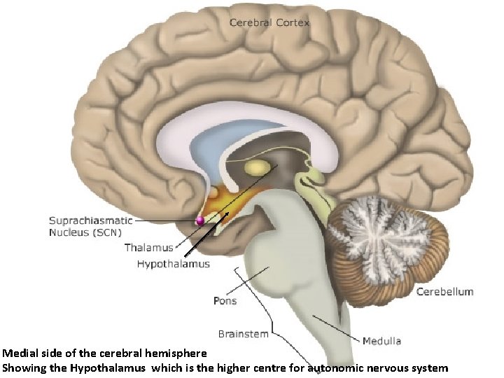 Medial side of the cerebral hemisphere Showing the Hypothalamus which is the higher centre
