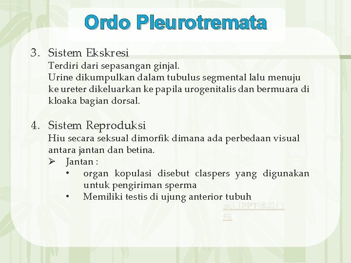 Ordo Pleurotremata 3. Sistem Ekskresi Terdiri dari sepasangan ginjal. Urine dikumpulkan dalam tubulus segmental