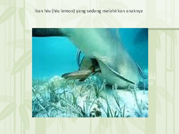Ikan hiu (hiu lemon) yang sedang melahirkan anaknya 无� PPT整理� 布 