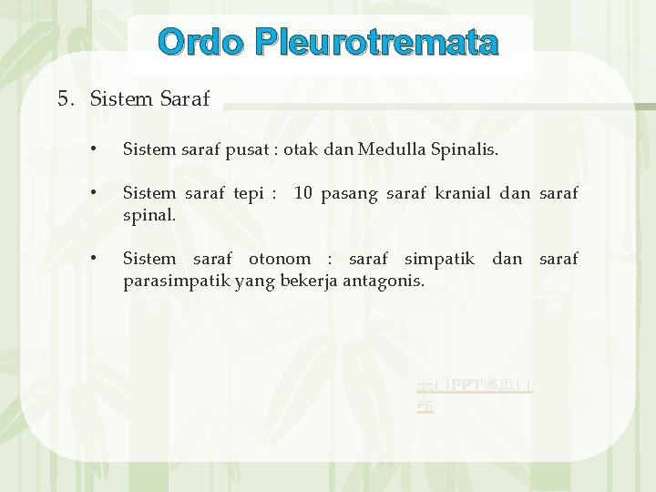 Ordo Pleurotremata 5. Sistem Saraf • Sistem saraf pusat : otak dan Medulla Spinalis.