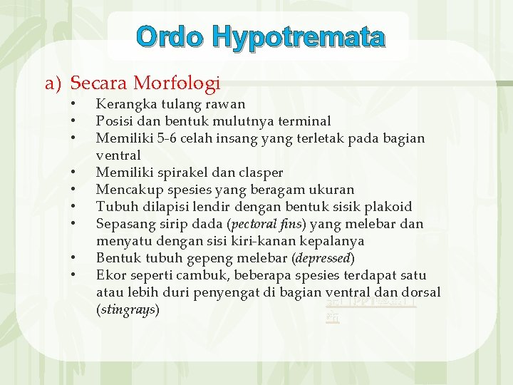Ordo Hypotremata a) Secara Morfologi • • • Kerangka tulang rawan Posisi dan bentuk