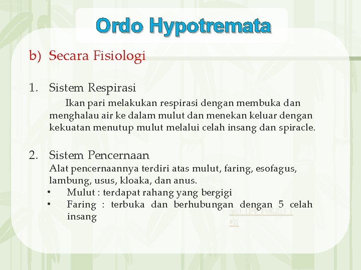 Ordo Hypotremata b) Secara Fisiologi 1. Sistem Respirasi Ikan pari melakukan respirasi dengan membuka