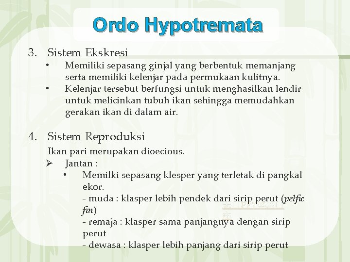 Ordo Hypotremata 3. Sistem Ekskresi • • Memiliki sepasang ginjal yang berbentuk memanjang serta