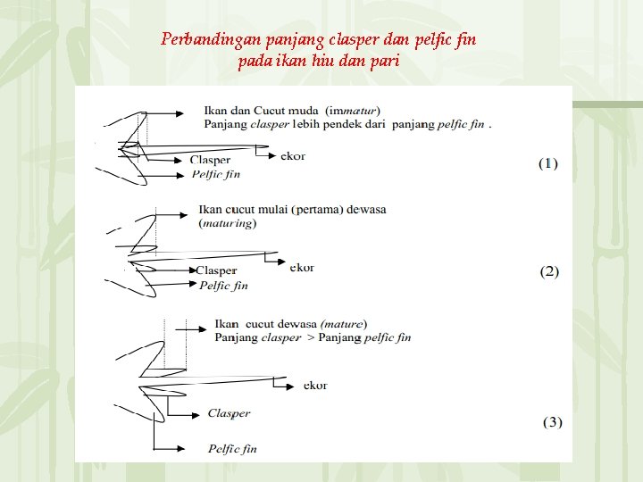 Perbandingan panjang clasper dan pelfic fin pada ikan hiu dan pari 无� PPT整理� 布