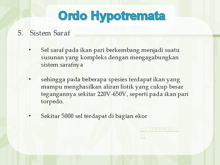 Ordo Hypotremata 5. Sistem Saraf • Sel saraf pada ikan pari berkembang menjadi suatu