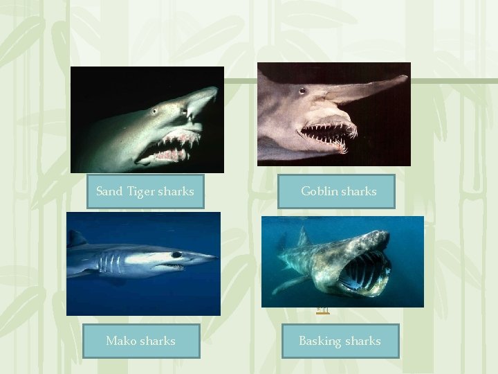 Sand Tiger sharks Goblin sharks 无� PPT整理� 布 Mako sharks Basking sharks 