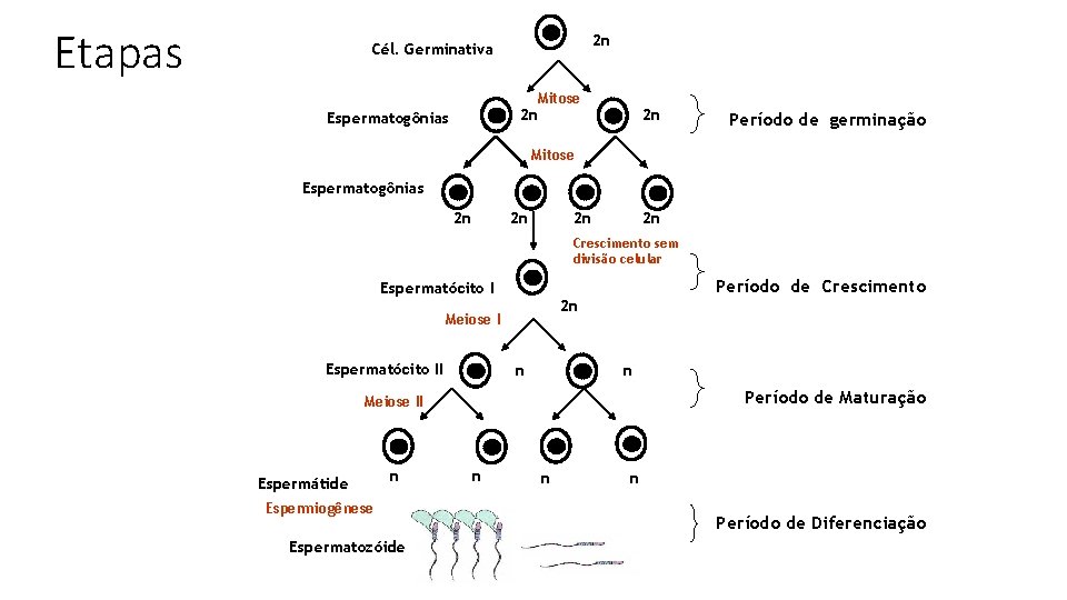 Etapas 2 n Cél. Germinativa Mitose 2 n Espermatogônias 2 n Período de germinação