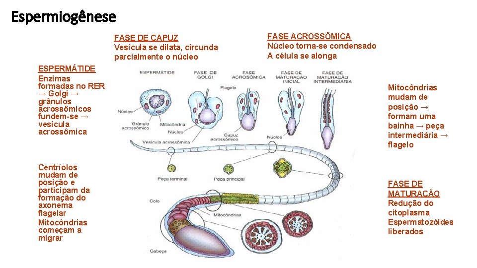 Espermiogênese FASE DE CAPUZ Vesícula se dilata, circunda parcialmente o núcleo ESPERMÁTIDE Enzimas formadas