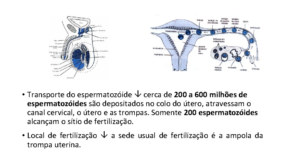  • Transporte do espermatozóide cerca de 200 a 600 milhões de espermatozóides são