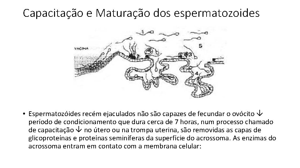 Capacitação e Maturação dos espermatozoides • Espermatozóides recém ejaculados não são capazes de fecundar