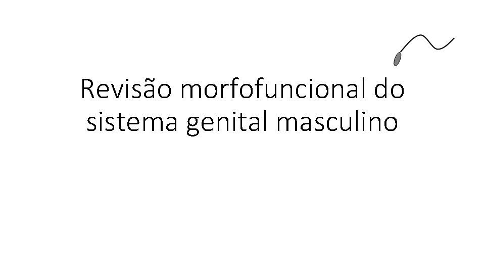 Revisão morfofuncional do sistema genital masculino 