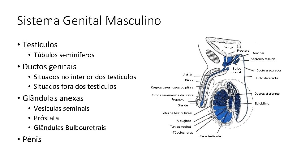 Sistema Genital Masculino • Testículos Bexiga Próstata • Túbulos seminíferos Vesícula seminal • Ductos