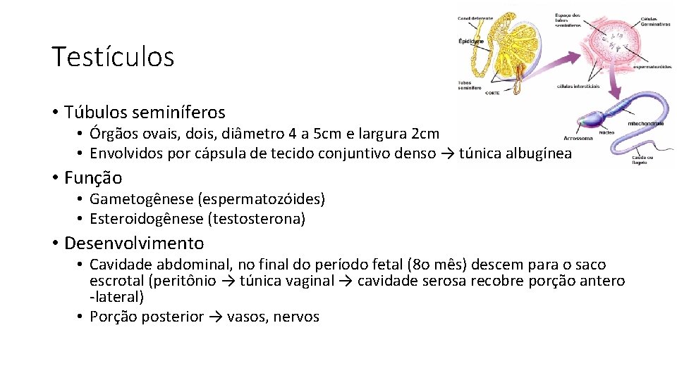 Testículos • Túbulos seminíferos • Órgãos ovais, dois, diâmetro 4 a 5 cm e