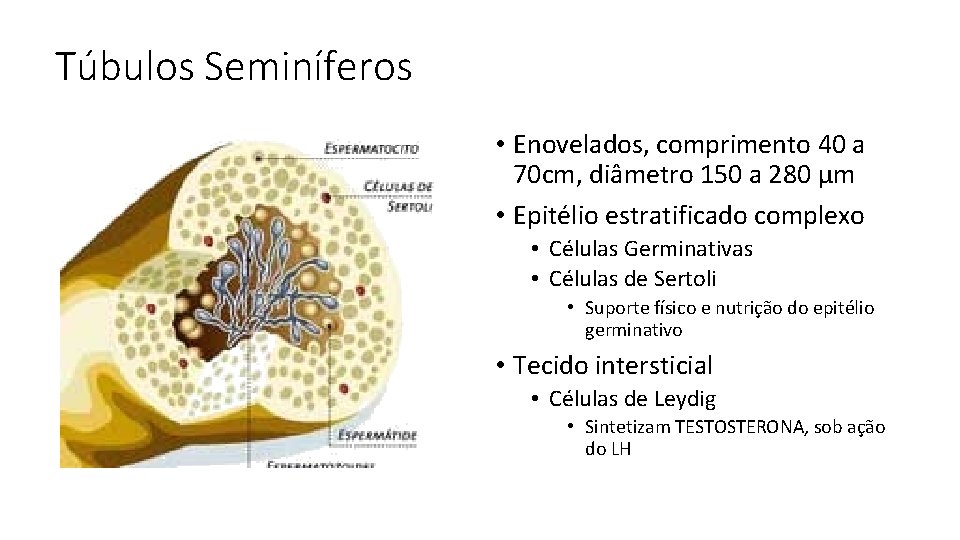 Túbulos Seminíferos • Enovelados, comprimento 40 a 70 cm, diâmetro 150 a 280 µm