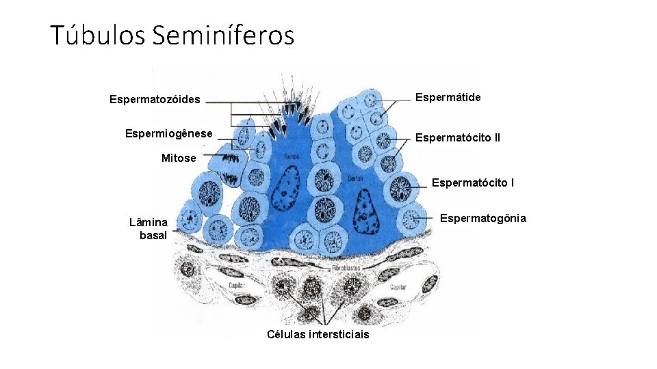 Túbulos Seminíferos Espermátide Espermatozóides Espermiogênese Espermatócito II Mitose Espermatócito I Espermatogônia Lâmina basal Células