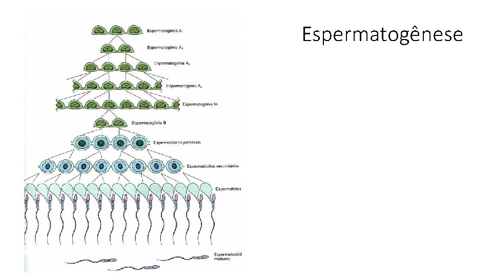 Espermatogênese 