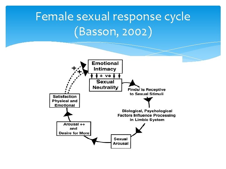 Female sexual response cycle (Basson, 2002) 