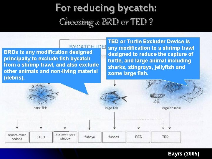 For reducing bycatch: Choosing a BRD or TED ? BRDs is any modification designed