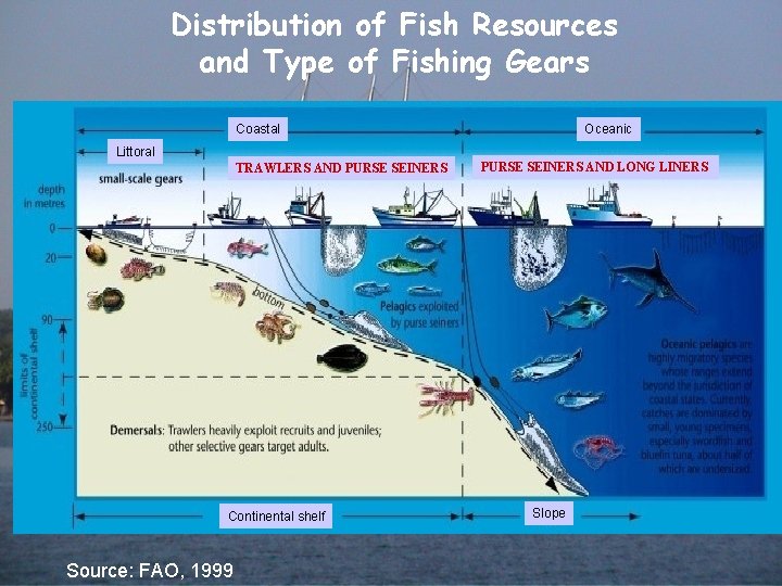 Distribution of Fish Resources and Type of Fishing Gears Coastal Oceanic Littoral TRAWLERS AND