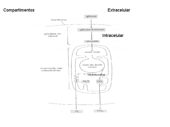 Compartimentos Extracelular Intramitocondrial 